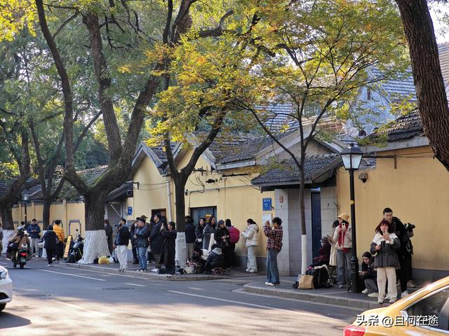 南京“丑萌”梧桐C位出道！颐和路半天游，把民国浪漫拍成表情包