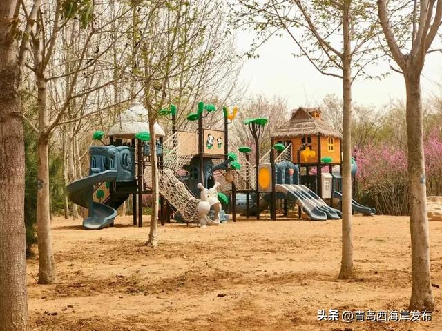 免费送票！西海岸这片牡丹花海惊艳全城