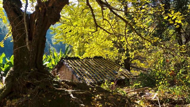 南雄坪田镇赏银杏，时间正好，银杏橙黄