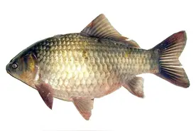 野钓河塘湖泊常见几种淡水鱼的生活习性图片