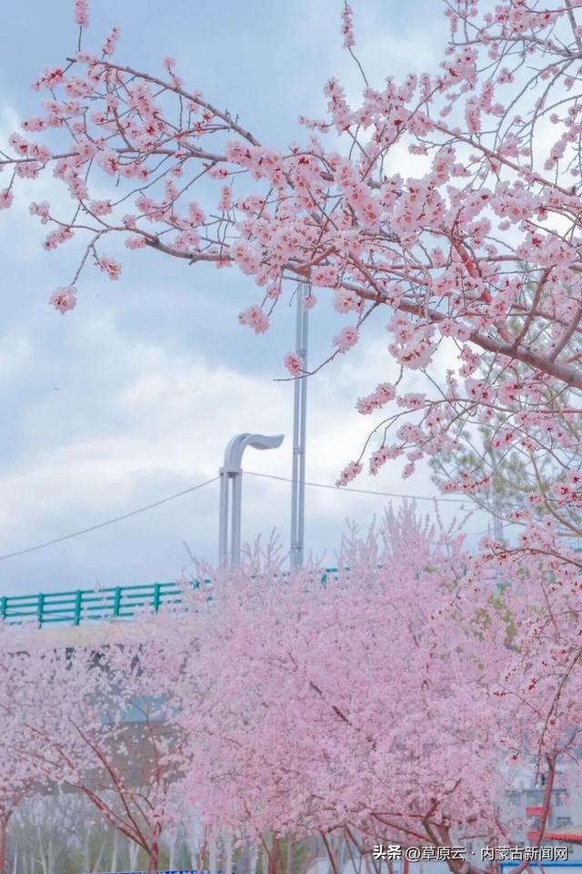 呼和浩特赏花攻略：最佳地点+公交出行指南