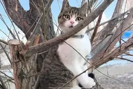 网红小猫“悟空”死亡当天，到底发生了什么？图片