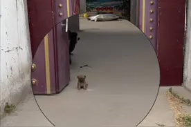 好懂事！小土狗刚来家里5天就会看家，主人忍不住地夸它有灵性！图片