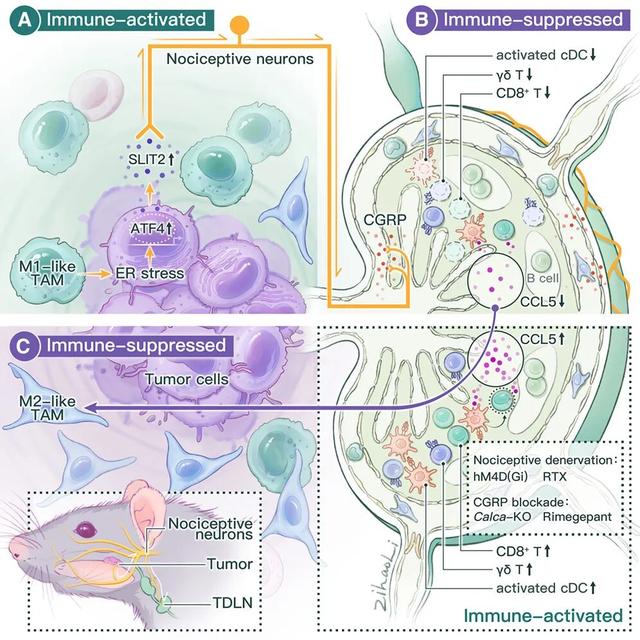 追问daily|压力真的会催人老；用轻度活动替代久坐可改善次日