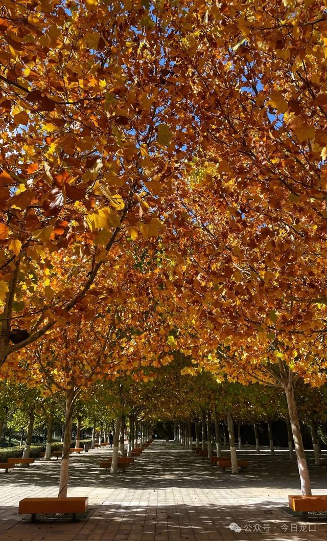 最近，龙口这两个地方美出了新高度！很多人都去打卡~~~