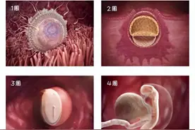 受精后1-36周胎宝在孕妈肚子经历了啥？一组图带你感受生命的神奇图片
