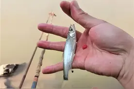 钓鱼闹窝“5大神兽”，钓鱼人的“噩梦”！图片