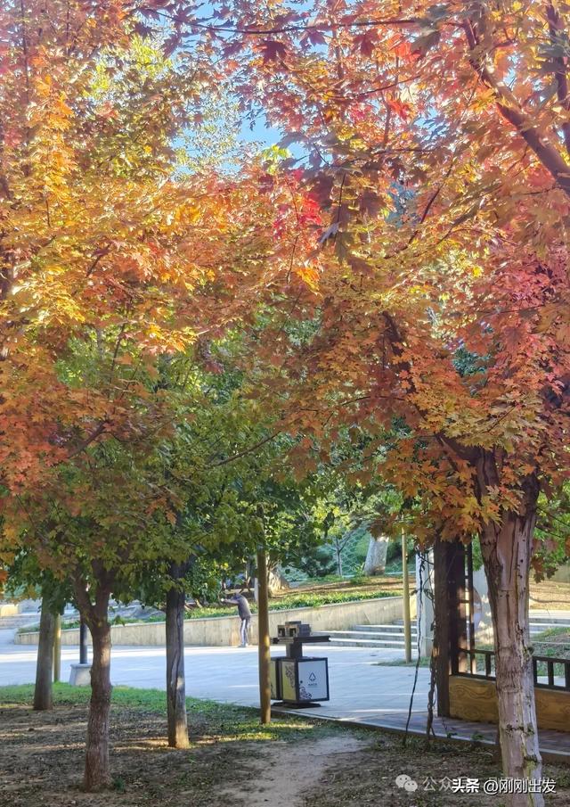 公交直达，大连这个免费公园枫叶正当时，赏秋好地方