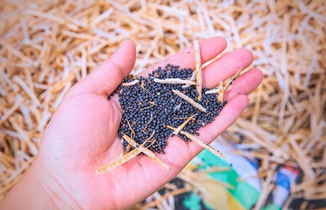 起风了！加拿大对华改口，禁止与中国签协定，65万吨芸苔子白买？