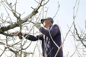 安平镇：果树“理发”促新芽图片