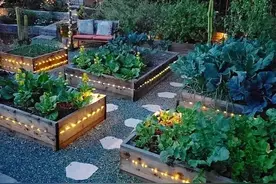 庭院设计-菜园这么做！手把手教你打造庭院小菜园！图片