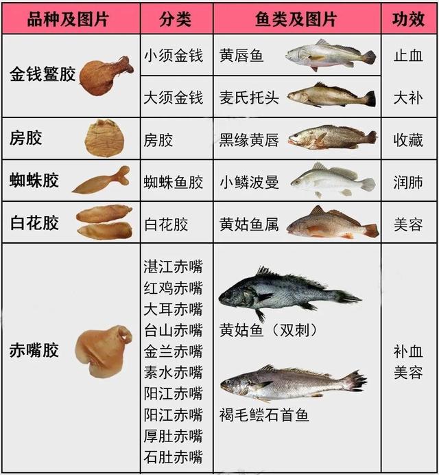 鱼胶是什么鱼做成的 鱼胶是什么鱼做成的图片