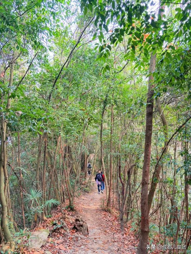 春天去哪徒步？成都周边8条路线：摘野菜、赏野花、捡野果