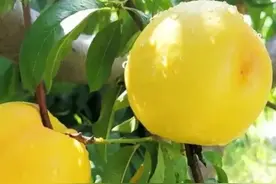 中国县城概况:蒙阴——中国蜜桃之乡！图片