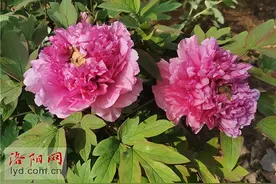 牡丹界“劳模”——一年开花两次的冬凌桃仙图片