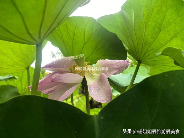 千年古莲能重开？广州海幢寺揭秘，一场跨越时空的花事！附攻略