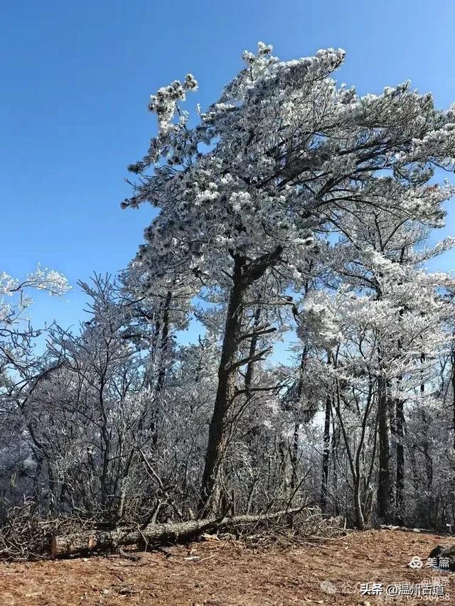 邂逅2026年的第一场醉美雾凇!温州四海山的雾凇美爆了!