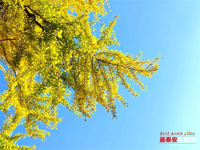 一树金黄 一树青绿 泰山斗母宫银杏迎来最佳观赏期