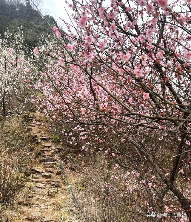 成都冬天爆火的徒步赏花，拍照赏景超级惊艳，全部免费！