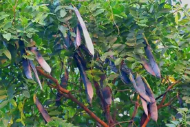 认识植物皂荚：天然的“肥皂”图片