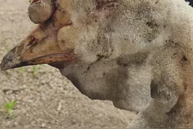 万物皆有灵！大鹅多处被烤熟仍死守已逝同伴让老板破防图片