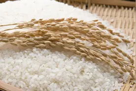 从“谷贱伤农”到“谷贵伤民”：日本的米价怎么了？图片