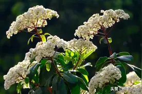 “郑州名校一条街”竟然在这里！1300万郑州人表示实名羡慕图片