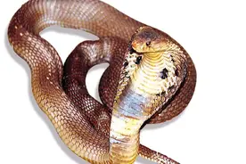 蛇为啥没有脚？（民间传说故事）图片