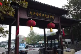 7种鹦鹉可合法购买饲养 非法养殖或触刑图片