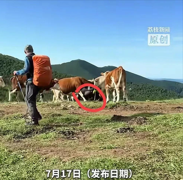 五台山牛群围攻踩踏游客，景区拒绝赔偿，画面流出，网友怒斥活该