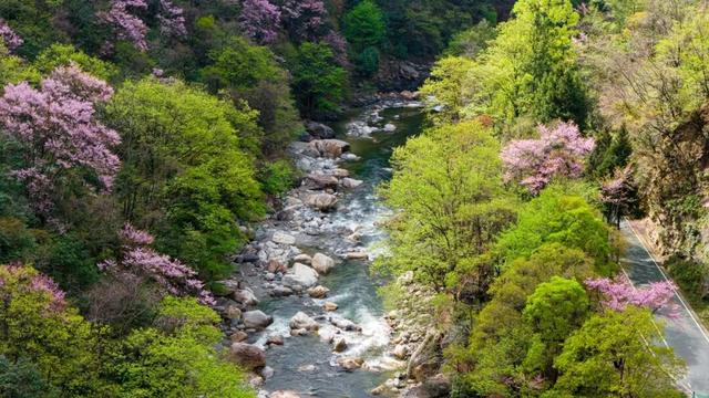 广元不远 周末优选 | 又是紫荆又是奖牌的，唐家河你成功引起了我的注意！