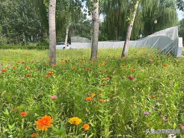 荫荷生凉！解锁滨州近郊一处新晋打卡地