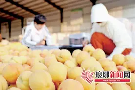 临沂：蜜桃产业 带动经济跑得快图片