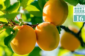 新闻来了，你好安康 2024.10.16图片