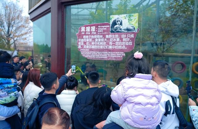 竟然因为吃葱走红！这个山东“明星”又开启吃播模式了……