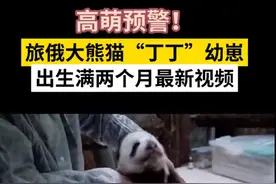最新视频！旅俄大熊猫丁丁的幼崽2个月了图片