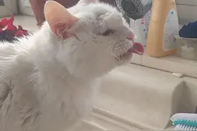 猫咪每天只主动喝一次水，半个月了，还能活吗？图片