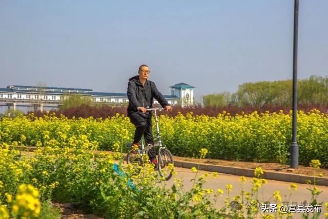 莒县沭河公园油菜花迎来盛花期！