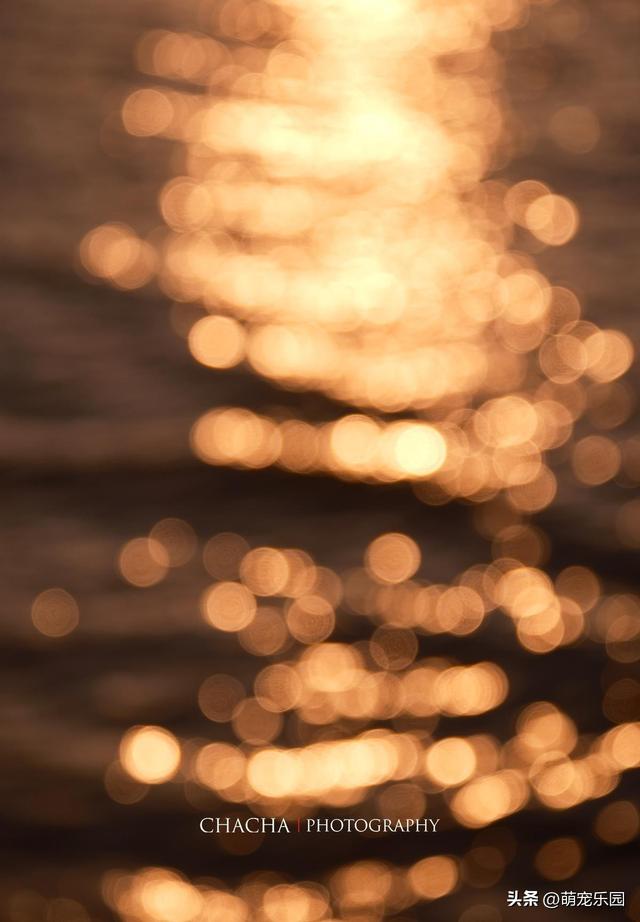 武汉秋日漫步，芦苇摇摆梧桐金黄，这些美景让人流连忘返