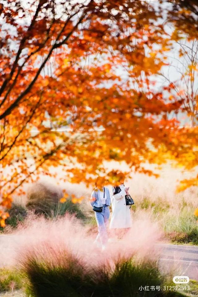 地铁直达！免费！成都20个绝美赏秋地，银杏水杉梧桐红枫限时上演！就在家门口！