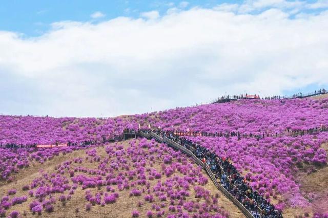 还没结束的花事，槽点太多了！