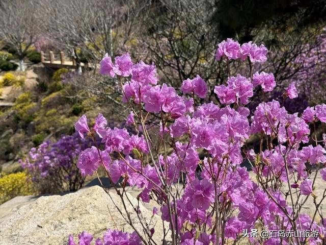 春满赤山 | 玉兰映雪，梅落禅心，赴一场北纬37°的山海花事