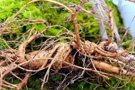 2007年，青岛妇女挖出“千年参”，吃点皮四天没睡图片