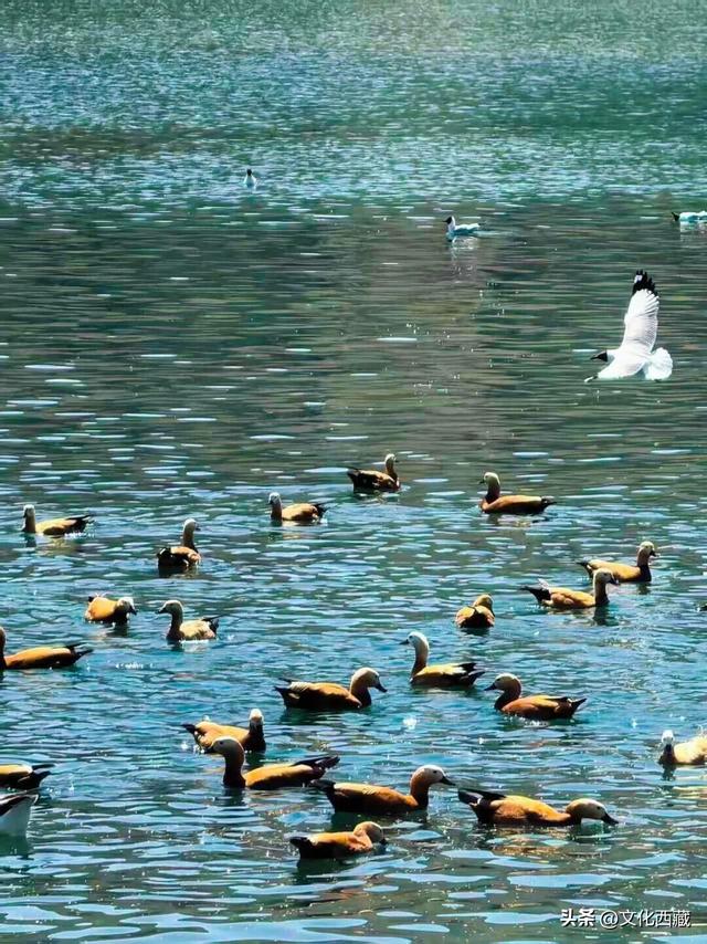 接下来，拉萨的冬天美哭你！