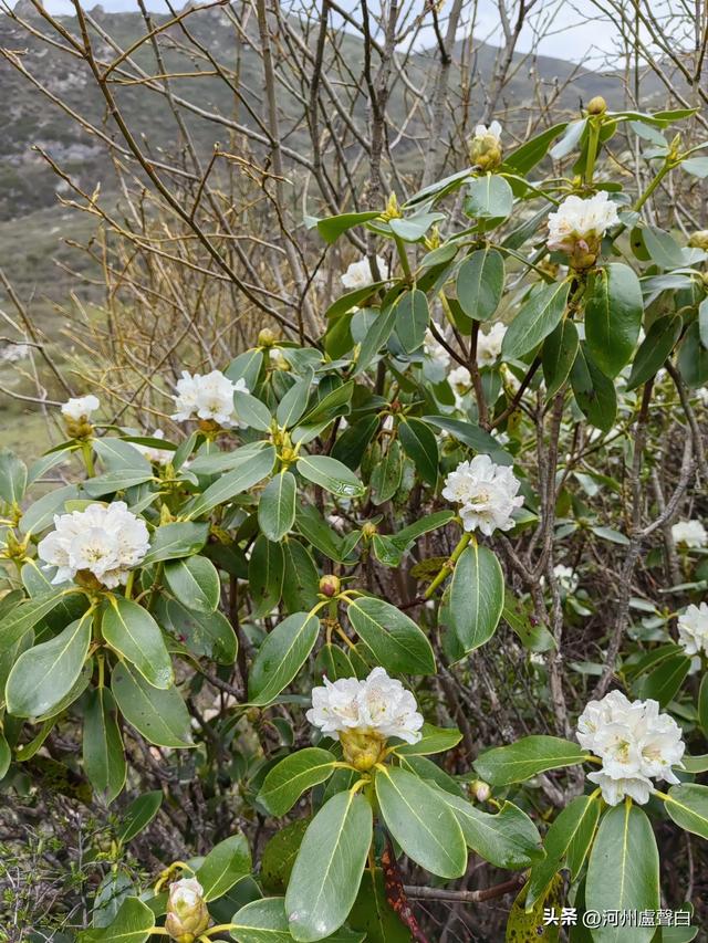 渭源双石门*石门雪山的杜鹃花
