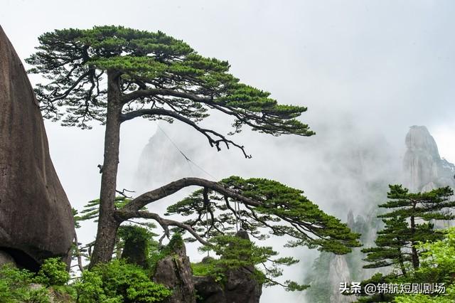 打卡黄山雾凇 冬日顶配风景