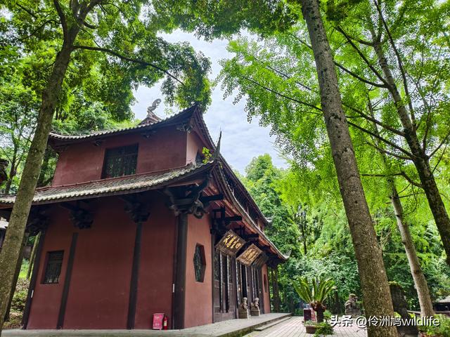 成都徒步（64）·新津篇③观音寺
