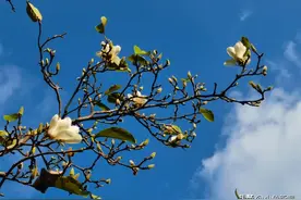 真的！苏州的玉兰花，又！开！了！图片