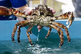 万万没有想到，高高在上的帝王蟹，今年也要卖不动了？图片