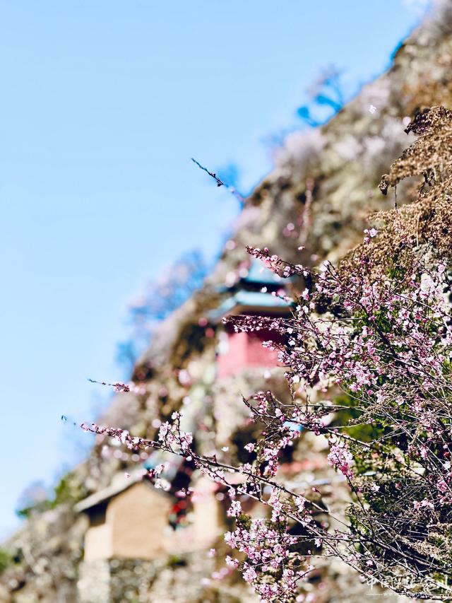 诗意春芳华·花开张家川